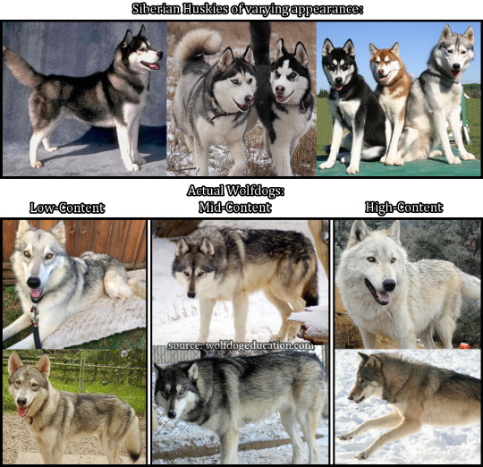 wolfdog comparison